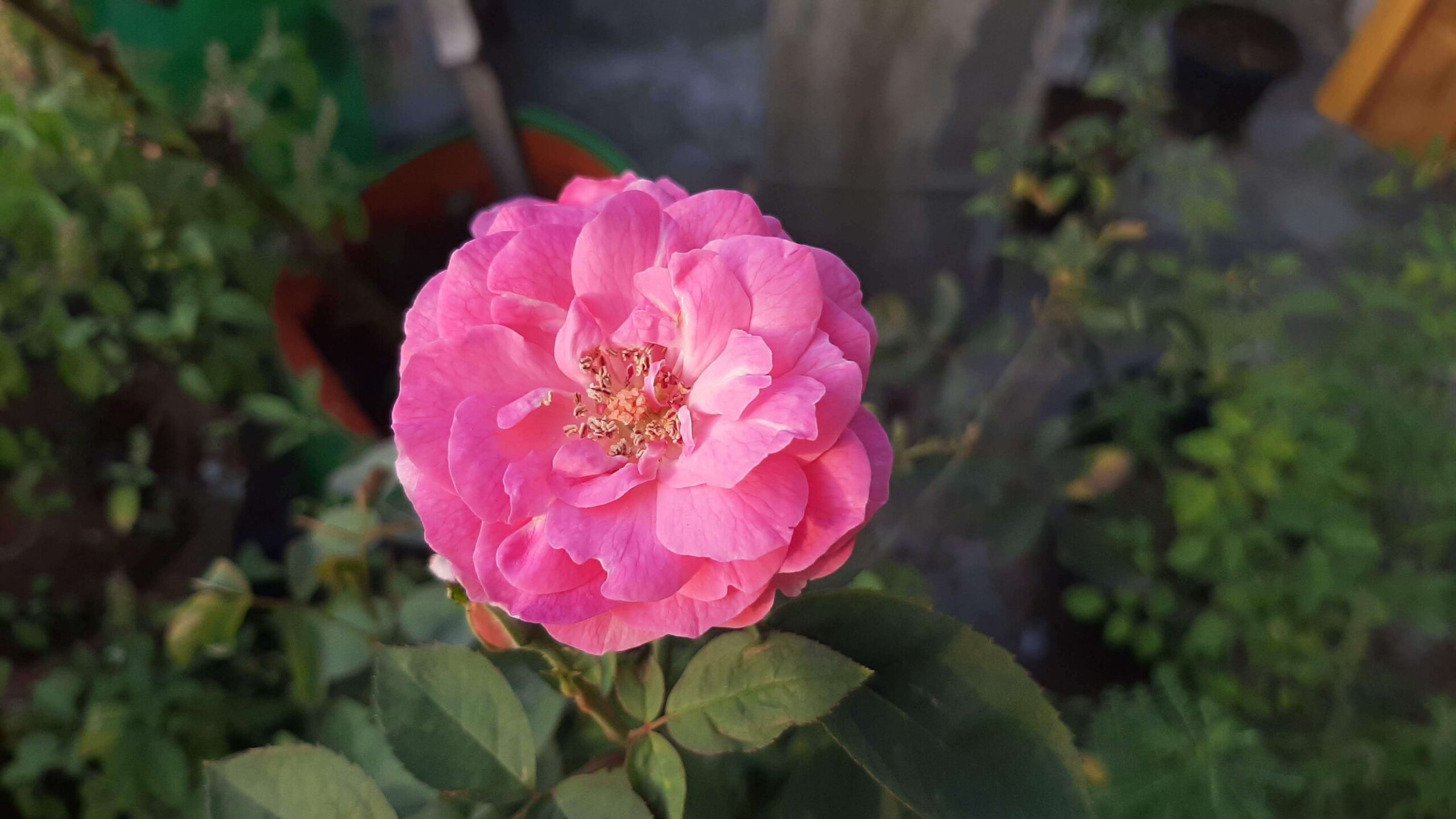 Best Potting Soil for Rose Plant
