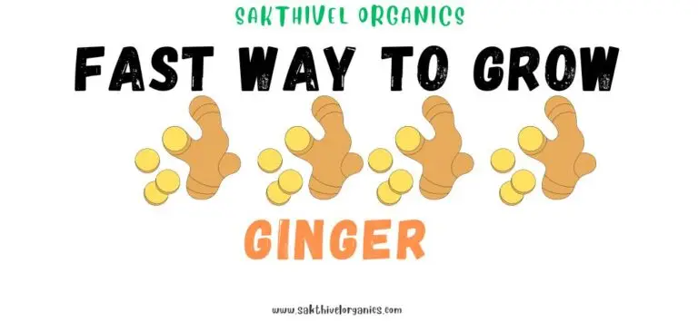 Fast ways to grow Ginger