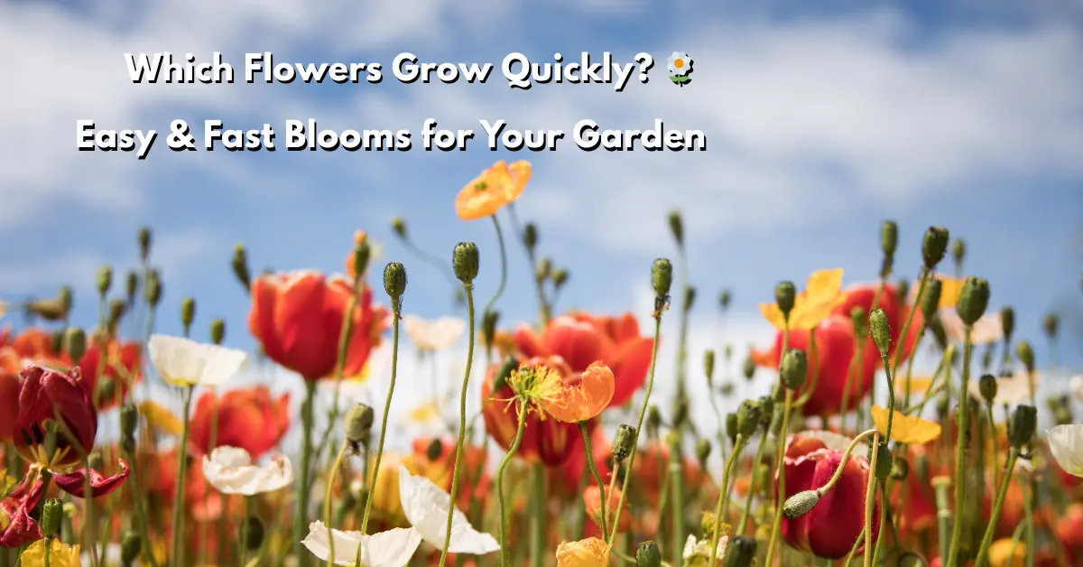 Which Flowers Grow Quickly Easy Fast Blooms for Your Garden