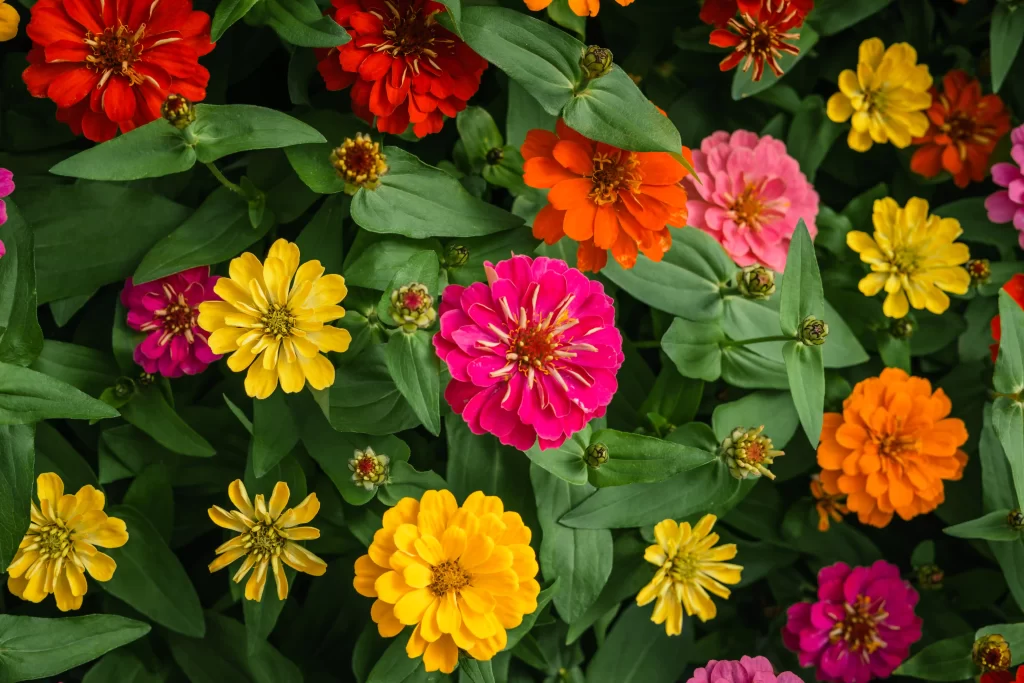Zinnias