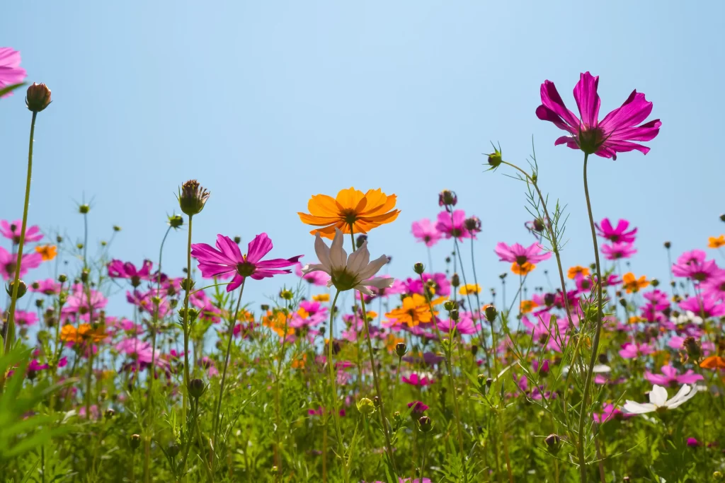 Cosmos flower