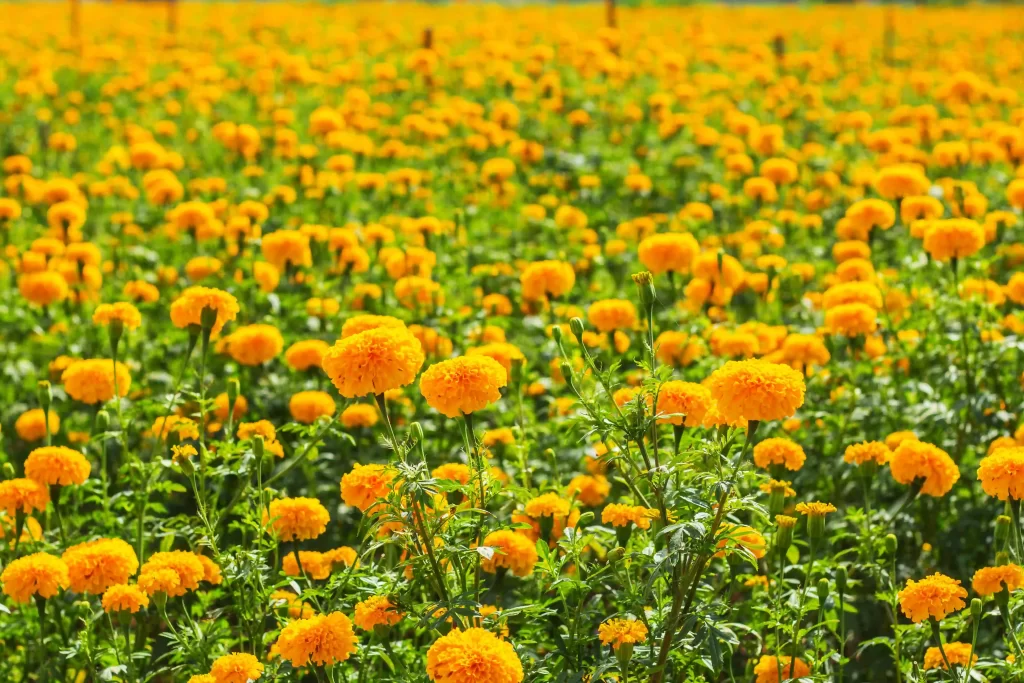 Marigold flower