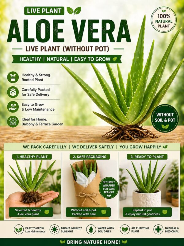 Aloe Vera Live Plant (Without Pot) – Healthy Rooted Succulent for Home Garden