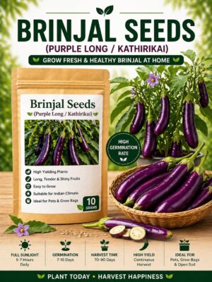 Eggplant