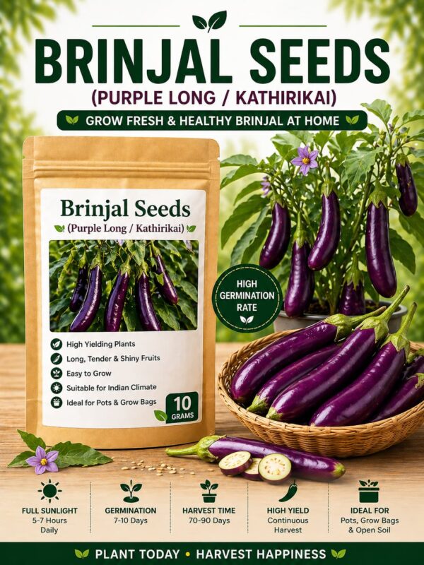 Eggplant Eggplant
