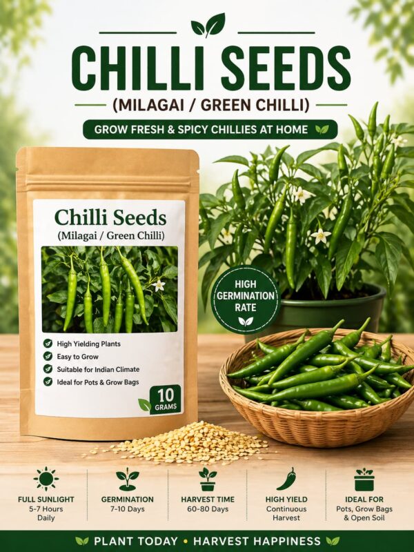 Green chilli seeds Chilli Seeds (Milagai / Green Chilli) – High Yield Spicy Vegetable Seeds for Home Garden