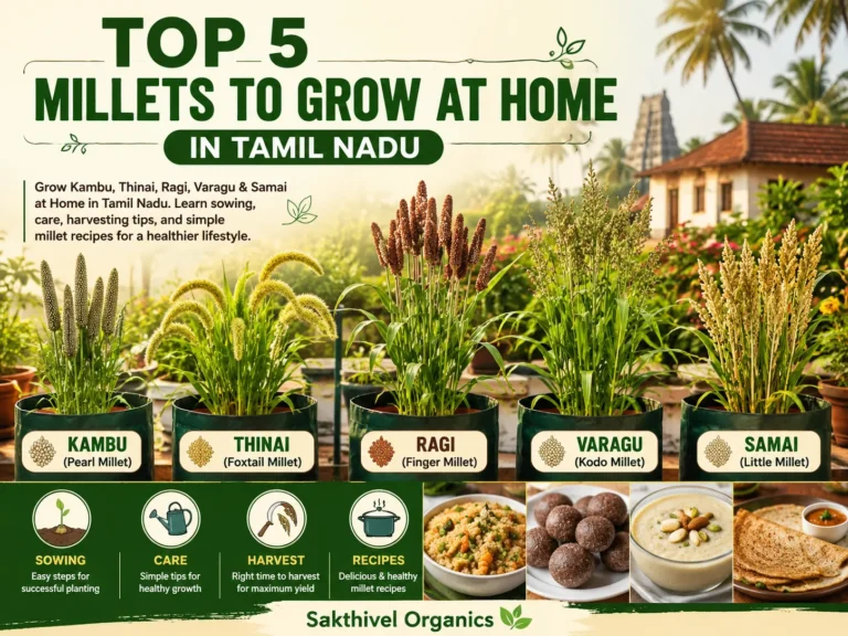 Millet plants with golden seed heads growing in a home terrace garden in Tamil Nadu