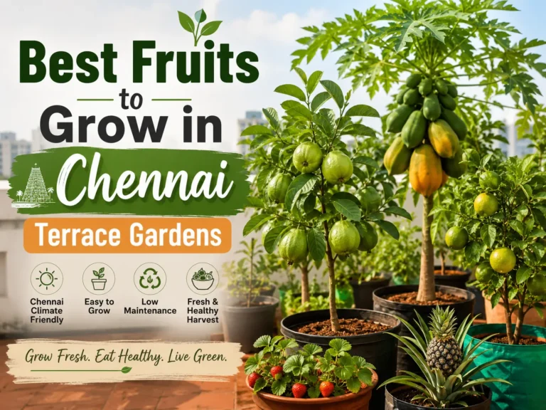 Guava, papaya and lemon fruit plants growing in pots on a Chennai terrace