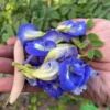 சங்கு பூ (Butterfly Pea) மொட்டை மாடித் தோட்டத்திற்கு ஏற்றது. நீல டீ, இயற்கை வண்ணம், முடி பராமரிப்பு. Sakthivel Organics-ல் இப்போதே வாங்குங்கள்.