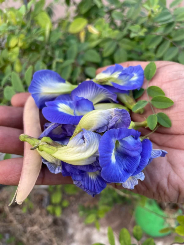 சங்கு பூ (Butterfly Pea) மொட்டை மாடித் தோட்டத்திற்கு ஏற்றது. நீல டீ, இயற்கை வண்ணம், முடி பராமரிப்பு. Sakthivel Organics-ல் இப்போதே வாங்குங்கள்.
