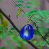 Butterfly Pea Flower Seeds (Sangu Poo) – Blue/Purple | Organic Heirloom