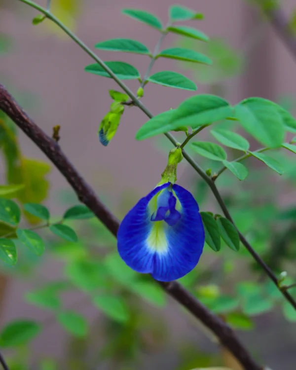 Butterfly Pea Flower Seeds (Sangu Poo) – Blue/Purple | Organic Heirloom