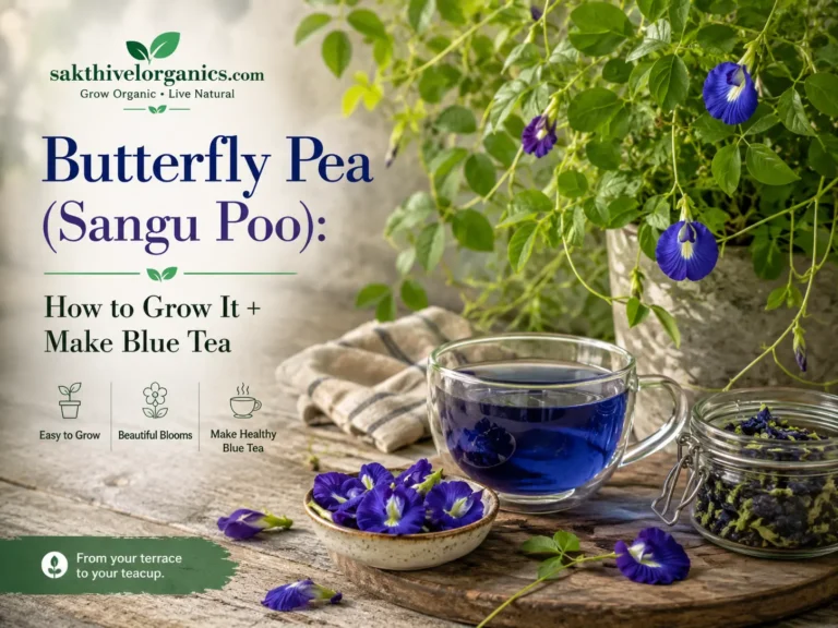 Bright blue butterfly pea (sangu poo) flowers blooming on a climbing vine at home