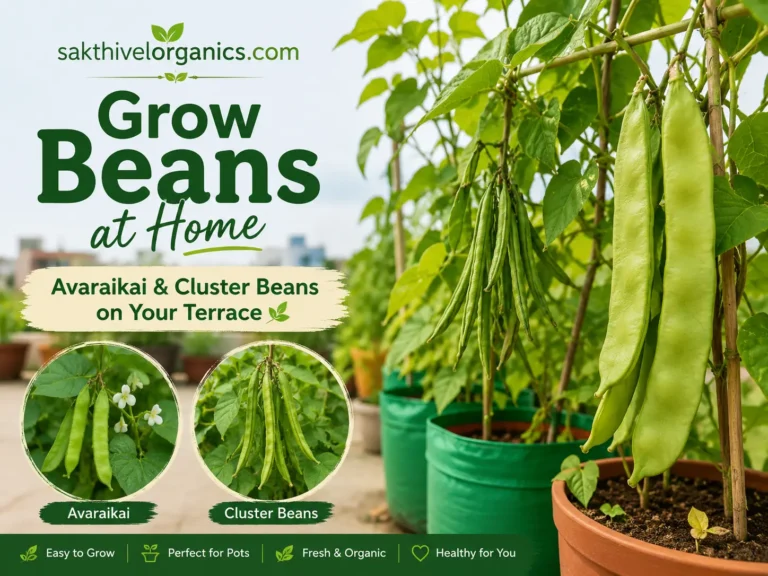 Bean vines with green pods climbing a trellis on a home terrace garden