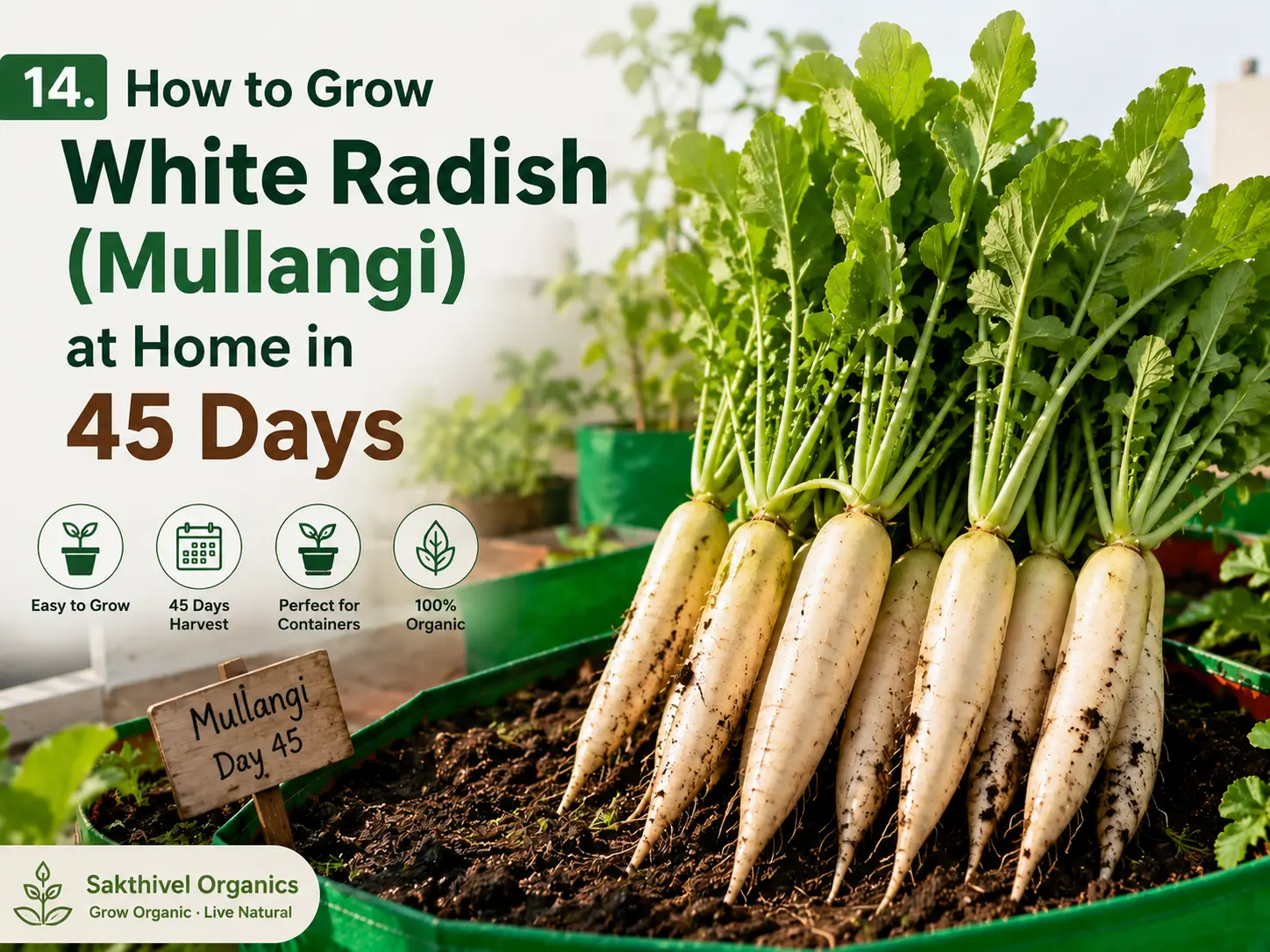 Freshly harvested white radish (mullangi) with green tops pulled from a home grow bag