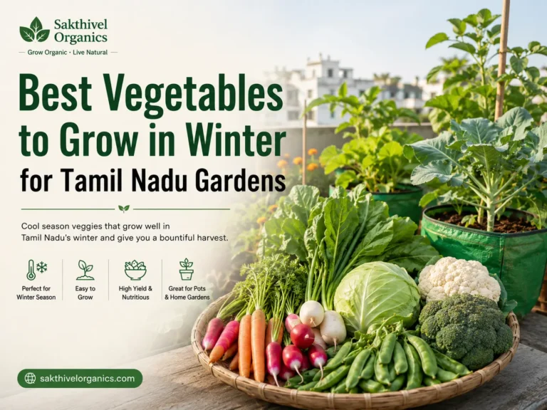 Winter vegetable home garden in Tamil Nadu with radish and leafy greens in grow bags