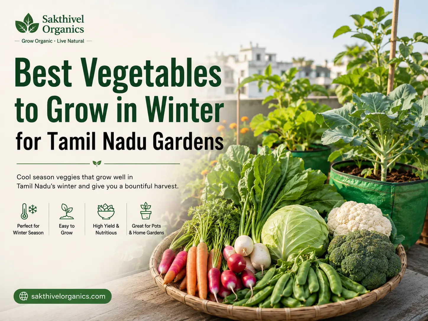 Winter vegetable home garden in Tamil Nadu with radish and leafy greens in grow bags