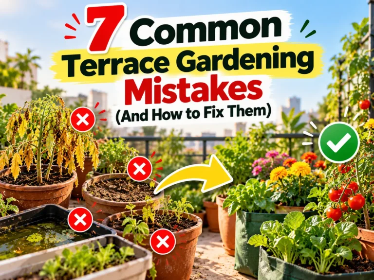 Terrace garden with some healthy and some struggling potted plants showing common mistakes