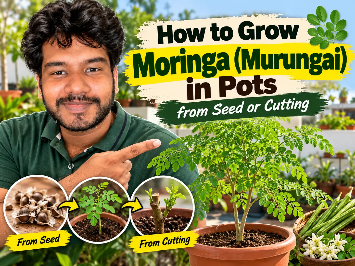 Young moringa tree growing in a large grow bag on a sunny terrace